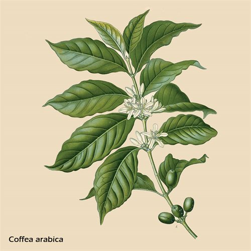 Kaffeväxt Coffea arabica Växtfrön