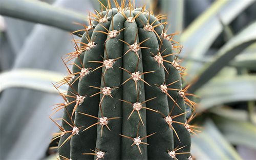 Kaktusar och suckulenter
