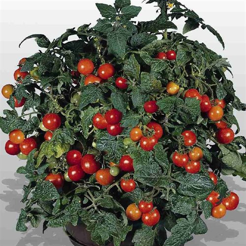 Cherry Tomato Gardener's Delight Plant Frön